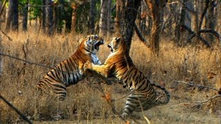 Tiger Cubs First Prey  David Attenborough  Tiger  Spy in the Jungle  BBC Earth [upl. by Nerrol]