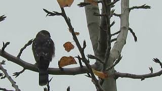 112124 Juv SharpShinned Hawk Kent Wa 2166163 [upl. by Ithaman]