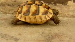 captive baby Spurthighed tortoise Testudo graeca ibera I running in strange habitat [upl. by Hung]