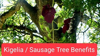 Sausage Tree Kigelia Benefits Plant [upl. by Eedna774]