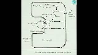 HCL secretion by oxyntic cells of stomach gastric juice neet [upl. by Iclehc]