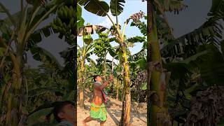 How bananas are cut food episode 2345 food shorts banana satisfying trending trendingshorts [upl. by Ennasirk]