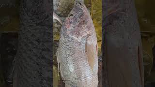 Amazing big Red Snappet fish viralvideo freshwaterfish fish seafishing bigfish shorts [upl. by Idolah727]