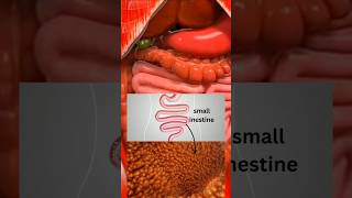 How to digestive system work3D animationviralshortsshortsfeeds [upl. by Valenka]