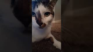 Wellerman catshorts shortsfeed catvideo cutecat catlover cat funnyanimal cutekitty catfunny [upl. by Araccot]