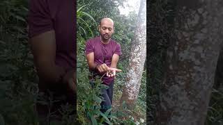 Rudraksha Tree and Rudraksha [upl. by Follmer]