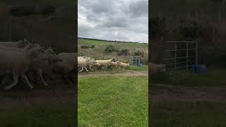 Amazing sheepdog in Scotland [upl. by Hezekiah]