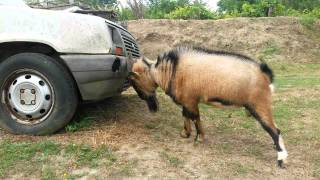 Bouc qui fracas une voiture [upl. by Nadbus]