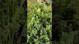 Woolly beachheather herniaria hirsutaflowergarden gardening garden nature [upl. by Chastity]