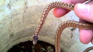 DeKays brown snakes [upl. by Cullan]