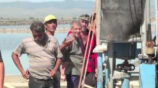 Salt harvesting in Burgas Bulgaria [upl. by Salisbarry324]