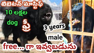 tibetan mastiff gaddi dog  for free adoption in telugu apts 94939 19556 DVR NEWS amp PETS [upl. by Nester]