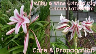 🌷76How to Care amp Grow Crinum LatifoliumMilky amp Wine Lily Beautiful Flower With Awesome Fragrance❤ [upl. by Adgam]