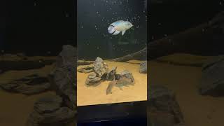 Feeding the 500 Gallon Plywood Aquarium [upl. by Eat]