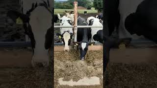 🔴  DAIRY COWS  HOLSTEIN Cattle ✅ Biggest Bulls And Cow [upl. by Nitas]