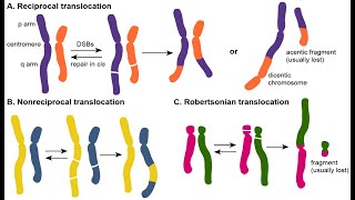 Decoding Chromosomal Translocation A Dive into Recent Research [upl. by Vala707]