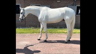 GREY GREY TOP x SANTINI  2018 gelding [upl. by Ardnat242]