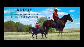 quotMeet Buddyquot Black Missouri Foxtrotter Gelding For Sale GaitedTrailRanch [upl. by Ariamat]