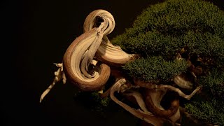 Trophy 2023 Bonsai Exhibition [upl. by Ettelocin51]