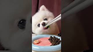 ASMR SHRIMP asmr puppy funny cutedog ветврач питомцы животныелучшелюдей apt mukbang spain [upl. by Ailecara]