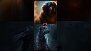 TURKISH KANGAL VS CAUCASIAN SHEPHERD TIBETAN MASTIFF IRISH WOLFHOUNDBULLY KUTTA  WHOS GONNA WIN [upl. by Nelan]