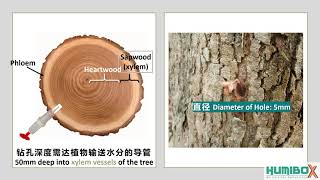 Guide using Chemjet to treat Durian Canker disease [upl. by Ecnerwaled716]