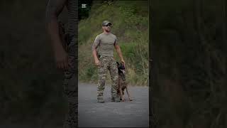 k9 dog tactical dogsoftiktok trending dogtrainer [upl. by Ybeloc283]