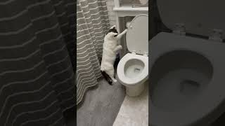 Cat Passes Time by Flushing Toilet  ViralHog [upl. by Coleman]