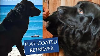 Flat Coated Retriever [upl. by Vernor]