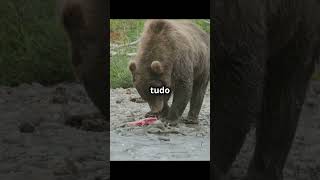 urso pardo parte 1 curiosidades fatoscuriosos [upl. by Ahsimak]