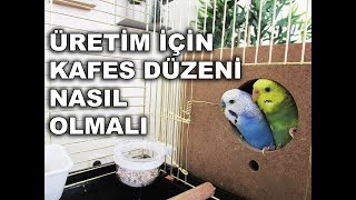 Muhabbet Kuşu Üretimi İçin Kafes Düzeni Nasıl Olmalı [upl. by Absa896]