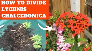 How to Divide amp Grow Lychnis chalcedonica  Dividing Perennials in Spring  Perennial Border Plants [upl. by Billye]