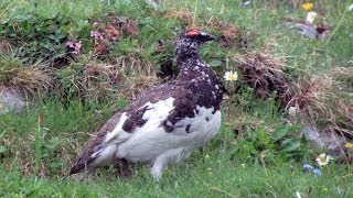 Lagópode Branco  Ptarmigan  Alpenschneehuhn [upl. by Attenat618]