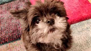 Kleine Hunderassen Shih tzu chihuahua mix Hund bellt [upl. by Torrey]