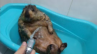 marmot lying down enjoying the shower [upl. by Oelgnaed]