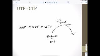 Pyrimidine metabolism [upl. by Zurn]