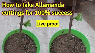 How to get 100 success while growing Allamanda cuttings  How to choose the correct cutting [upl. by Enyaj]