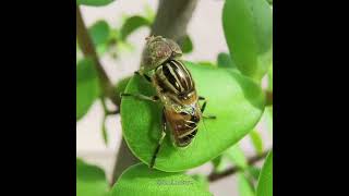 FLY mimicking HONEYBEE 🐝  Hoverfly [upl. by Dnivra589]