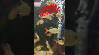 Columbian redfin tetras [upl. by Sig]