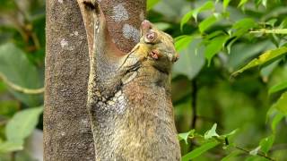 A malayan colugo with baby [upl. by Zehe994]