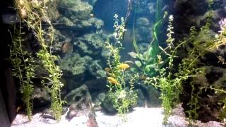 Labidochromis caeruleus VID 20150131 [upl. by Latsirk]