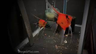 Koi Angelfish Breeding Pair 3439 [upl. by Akiehs]