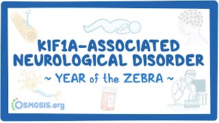 KIF1Aassociated neurological disorder Year of the Zebra [upl. by Aerdnaid]