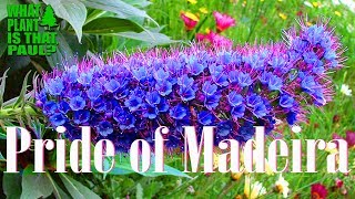 Pride of Madeira  It is a large herbaceous perennial subshrub [upl. by Arihat633]