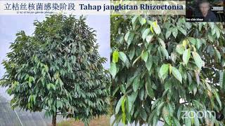 Ep 15  Hawar Daun  Rhizoctonia  Punca Kesan Cara Rawat  Sifu Lim Chin Khee [upl. by Tsugua]