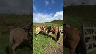 Caballos en el Páramo Colombia 🇨🇴 [upl. by Asylla743]