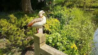 This Egyptian Goose landed beside me [upl. by Suolhcin586]