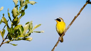 Spring Songbirds in 4K 7 Hours of Beautiful Bird Scenes amp Sounds for Relaxation Study Sleep UHD [upl. by Lossa]