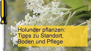 Holunder pflanzen Die besten Tipps [upl. by Cila]