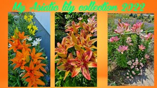 My Asiatic Lily Collection 2022 part 1 [upl. by Lynnworth769]